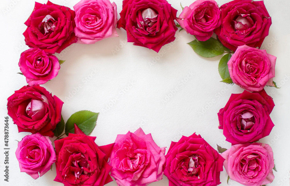 Beautiful rose flower in garden. Rose flower background. Roses flower texture. Lovely rose. Roses in tropical garden. Colorful roses flower. Frame. copy space Beautiful rose flower in garden. Rose flower background. Roses flower texture. Lovely rose. Roses in tropical garden. Colorful roses flower. Frame. copy space