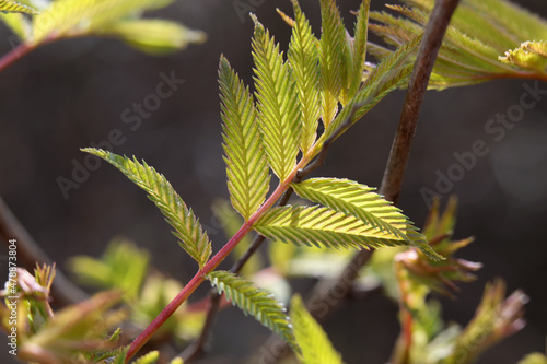 Closeup of the buds, stem and small young green leaves of sorbus aucuparia (rowan, pihlaja). Sunny spring day macro image taken in southern Finland. Rowans grow in Europe and Americas at least.