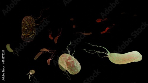 фотографія Helicobacter pylori illustration microaerophilic bacterium which infects various areas of the stomach and duodenum
