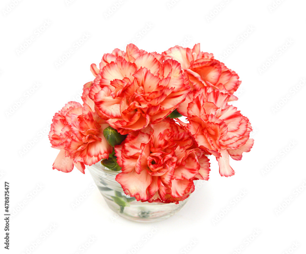 Stack Carnation flowers on white background Stack Carnation flowers on white background