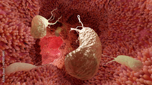 фотографія Helicobacter pylori illustration microaerophilic bacterium which infects various areas of the stomach and duodenum