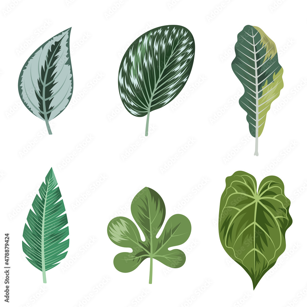 Collection of beautiful tropical leaves isolated on white background. Collection of beautiful tropical leaves isolated on white background.