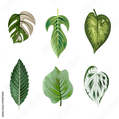 Collection of beautiful tropical leaves isolated on white background.