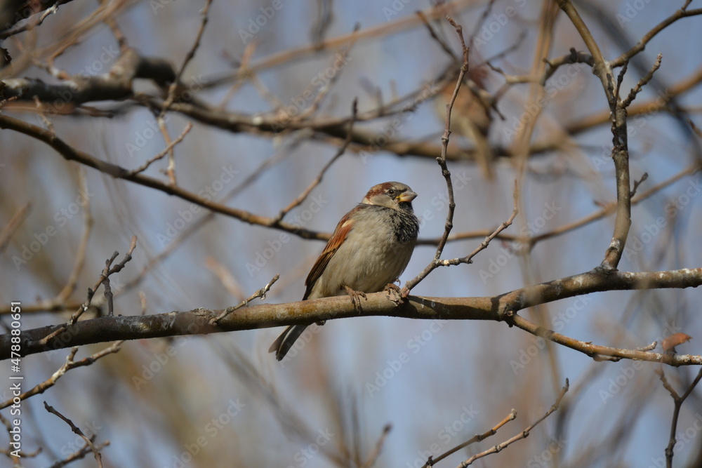 little bird on trees without leaves in winter in Ankara little bird on trees without leaves in winter in Ankara