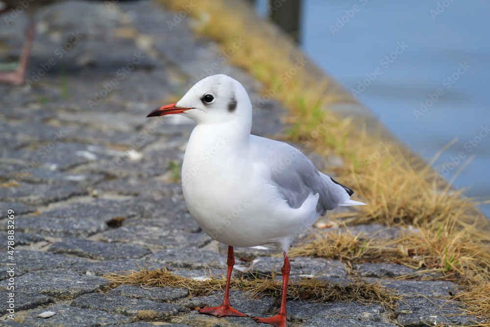 Portrait einer Lachmöwe, Möwe an der Ostsee.
Portrait einer Lachmöwe, Möwe an der Ostsee.