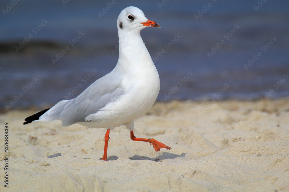 Fototapeta premium Portrait einer Lachmöwe, Möwe an der Ostsee.