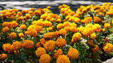 Cempasuchil flowers in the park, Chapultepec Mexico