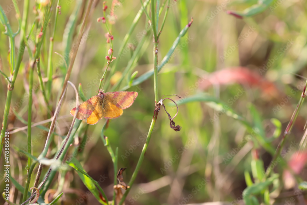 Ein Schmetterling auf einer Wiese, Wiesenpflanze. Wunderschöne Schmetterlinge Deutschlands.
Ein Schmetterling auf einer Wiese, Wiesenpflanze. Wunderschöne Schmetterlinge Deutschlands.
