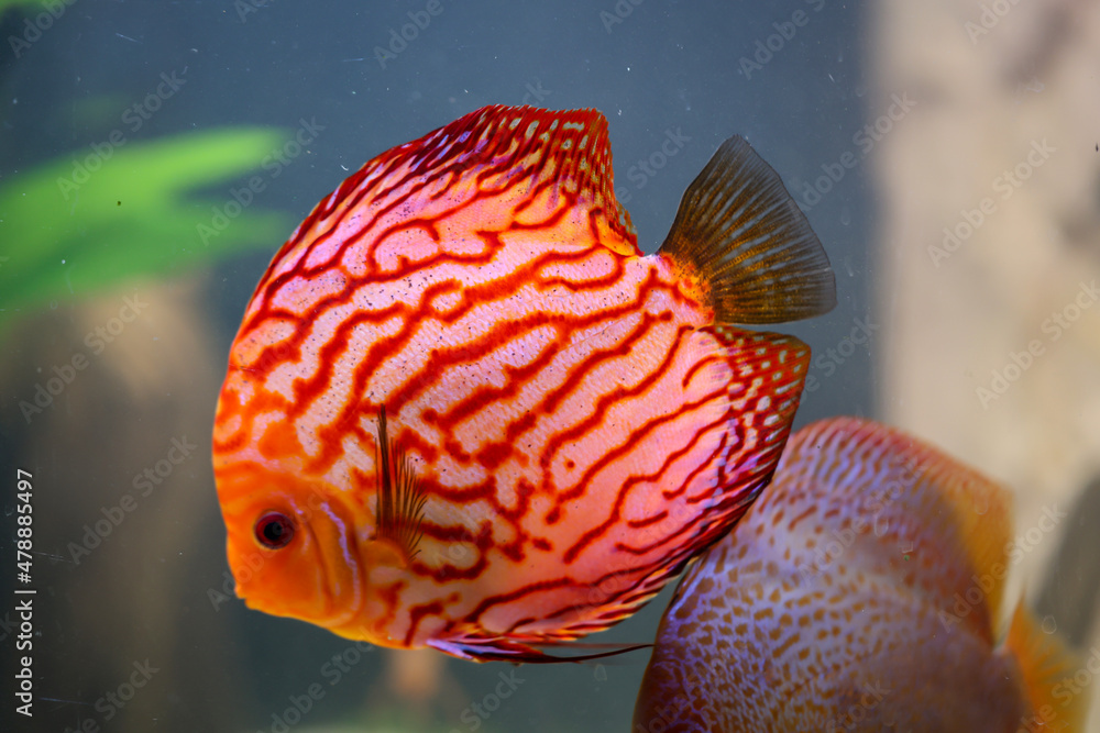 Ein Diskusfisch in einem Aquarium. Diskusfische stammen aus dem Amazonas. Ein Diskusfisch in einem Aquarium. Diskusfische stammen aus dem Amazonas.