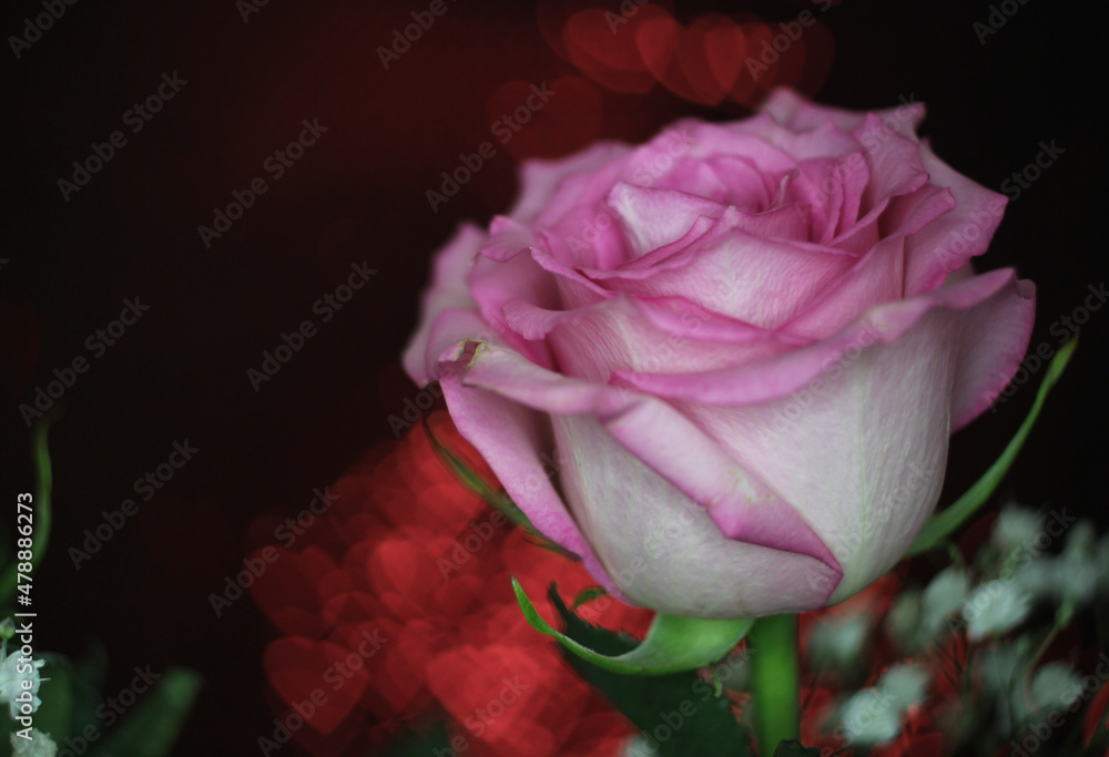 Fototapeta premium Soft Pink Rose on Bokeh Background Close up