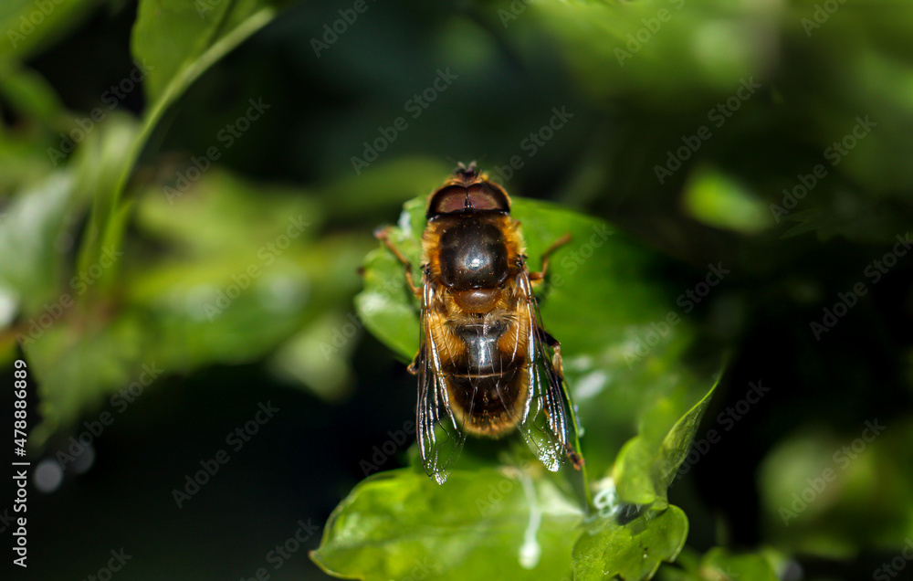 Nahaufnahme einer Biene die auf einem Blatt einer Pflanze sitzt. Nahaufnahme einer Biene die auf einem Blatt einer Pflanze sitzt.