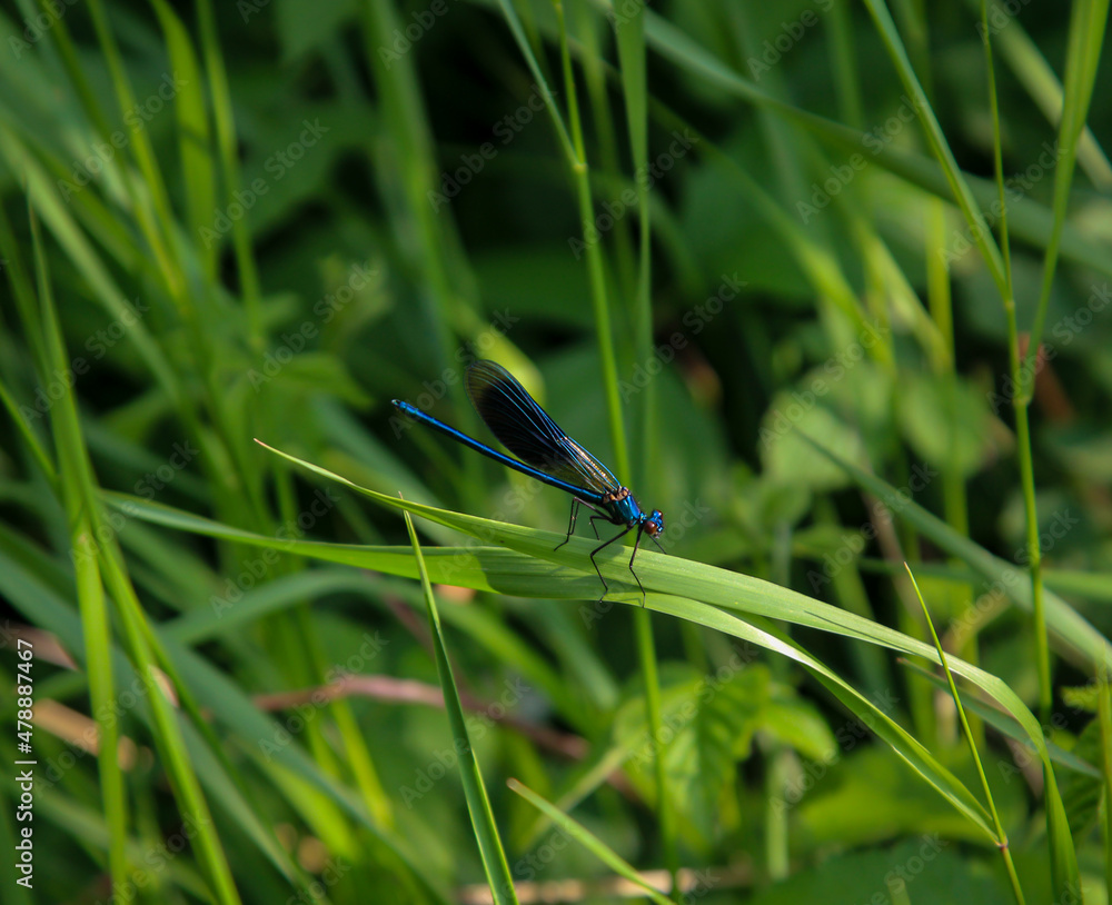 Eine große blaue Prachtlibelle sitzt auf einer Pflanze.
Eine große blaue Prachtlibelle sitzt auf einer Pflanze.