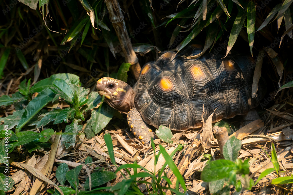 Red-Footed Tortoise (Chelonoidis Carbonarius) a Species from Northern South America Walking in the Forest Red-Footed Tortoise (Chelonoidis Carbonarius) a Species from Northern South America Walking in the Forest