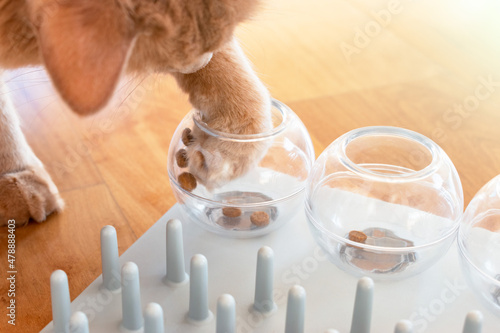 Close up of an adorable cat trying to catch a crunch. Funny kitty playing with treats. Cat with a challenging toys for feline. Stimulating treats games for kitten.
