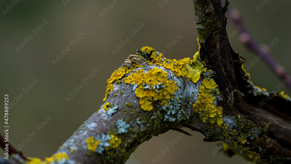 Fototapeta premium Xanthoria parietina, foliose, fungus, leafy, lichen common names common orange lichen, yellow scale, maritime sunburst lichen and shore lichen. In sunlight for texture nature background layer