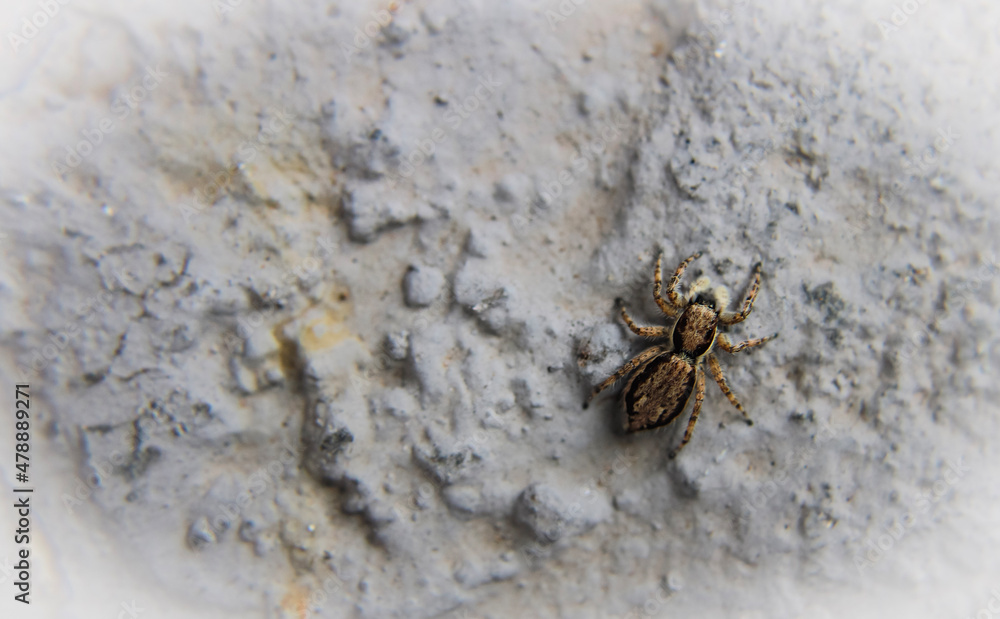spider on the wall spider on the wall