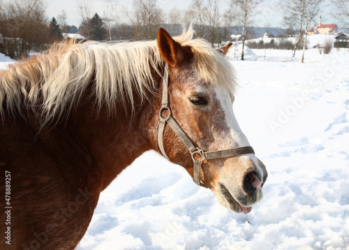 Pferd   Horse   Equus caballus.