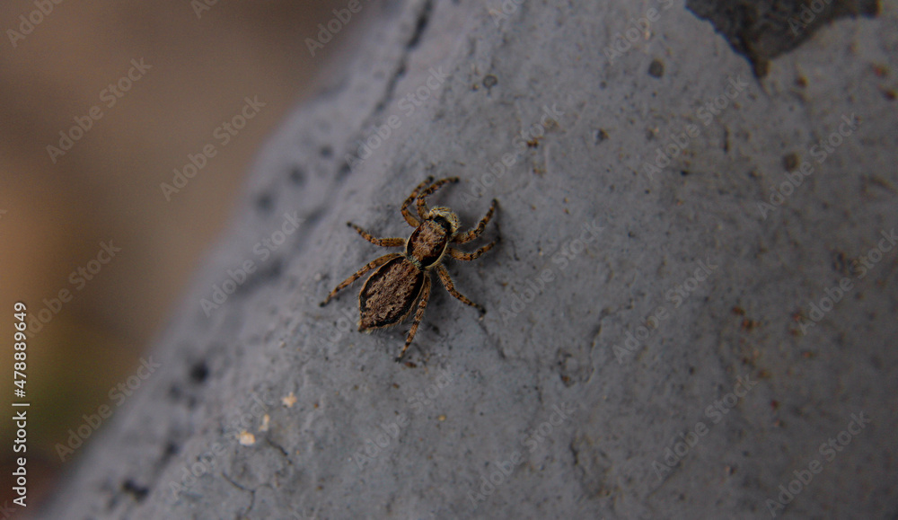 spider on a web spider on a web
