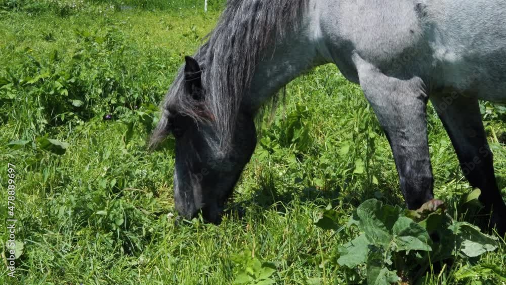 Horse eating fresh grass on a meadow Horse eating fresh grass on a meadow