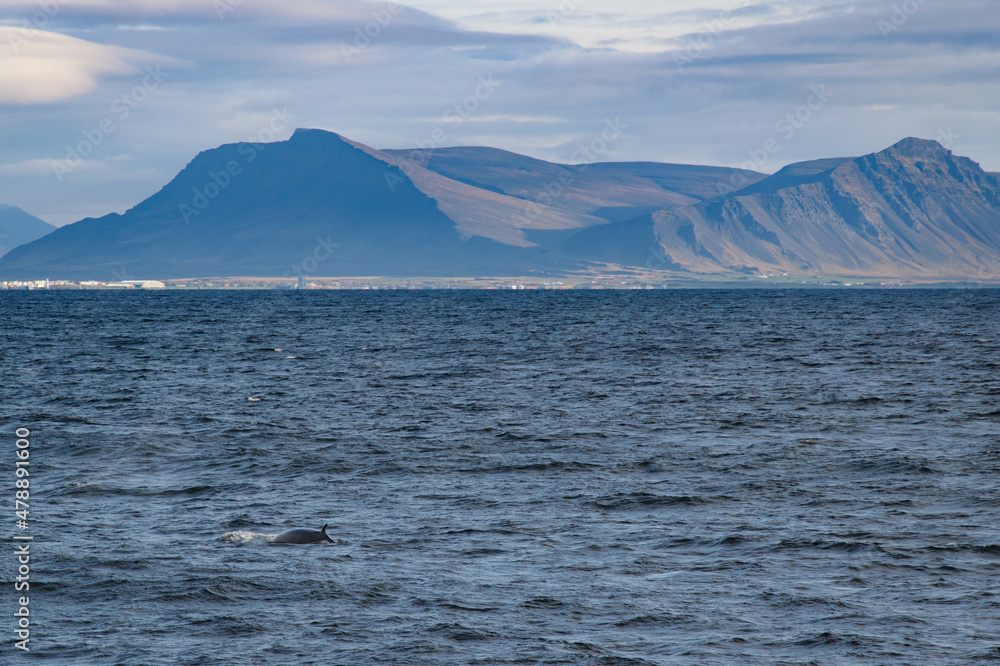 Minke Whale Iceland