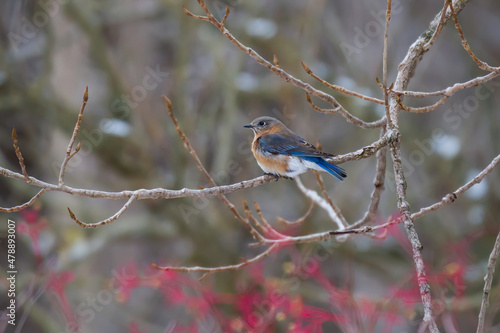 Eastern Bluebird perched in a tree in winter. 