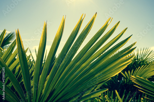 palm leaves background tropical plants