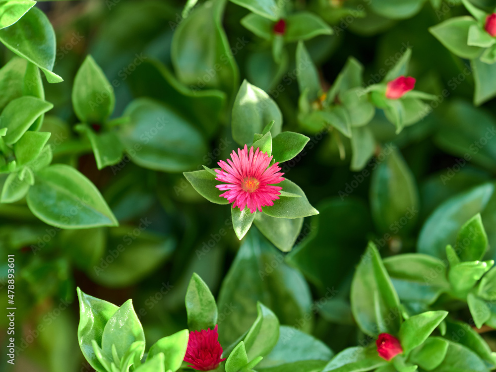 Beautiful flower Mesembryanthemum cordifolium close-up, against a background of green leaves. Focus blur. Copy space Beautiful flower Mesembryanthemum cordifolium close-up, against a background of green leaves. Focus blur. Copy space