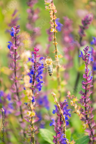 Bee takes flight