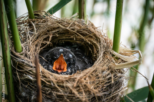 Common cuckoo (Cuculus canorus) chick in a nest photo