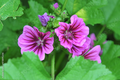 Soft purple petals flower cluster of a Malva Plant in back yard garden 