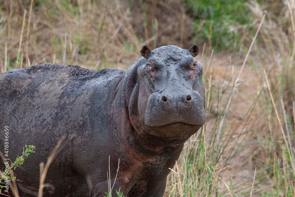 Hippo out of water Hippo out of water