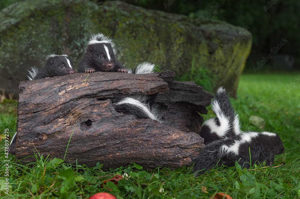 Striped Skunk (Mephitis mephitis) Kits In On and Around Log Summer Striped Skunk (Mephitis mephitis) Kits In On and Around Log Summer