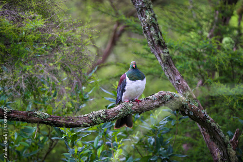 A kereru, or native pigeon perches on a branch in the bush, North Island, New Zealand photo
