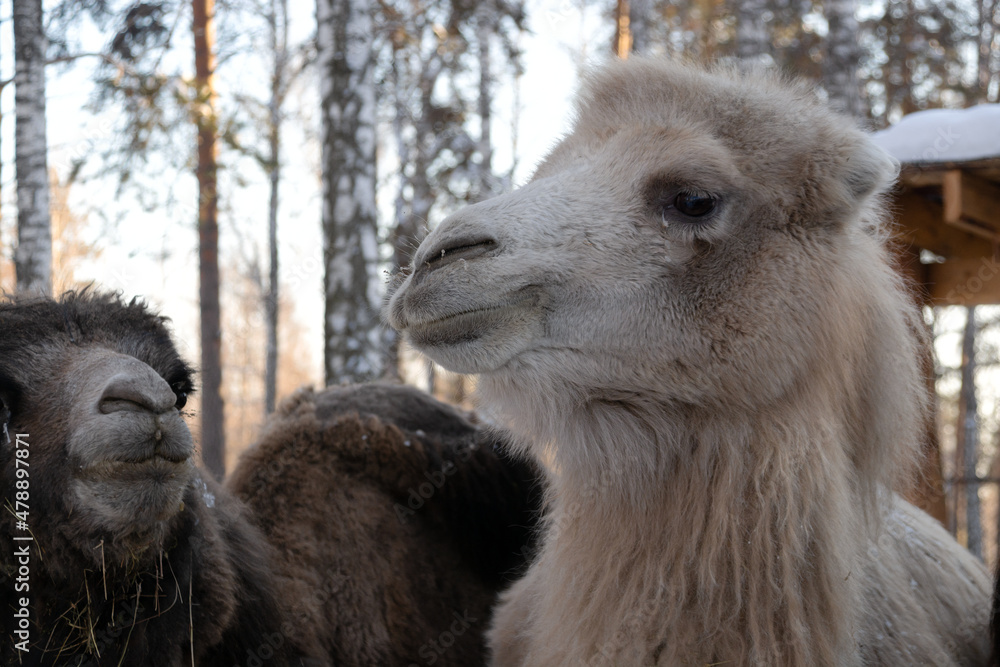 a group of brown and white camels in close-up on a winter farm.