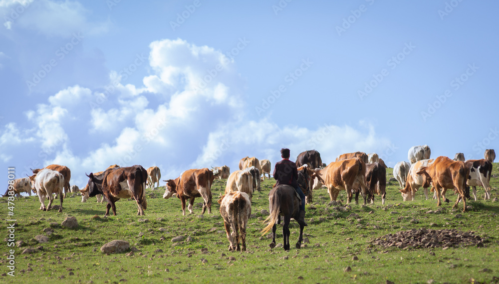 A mounted shepherd grazes a herd of cattle in a pasture.