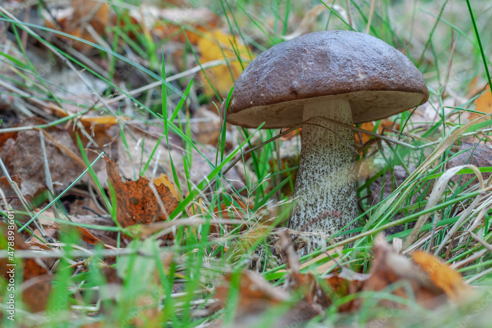 Fototapeta premium Mushroom Cossack in the forest surrounded with grass and yellow leaves. Close up. Copy space. Organic food