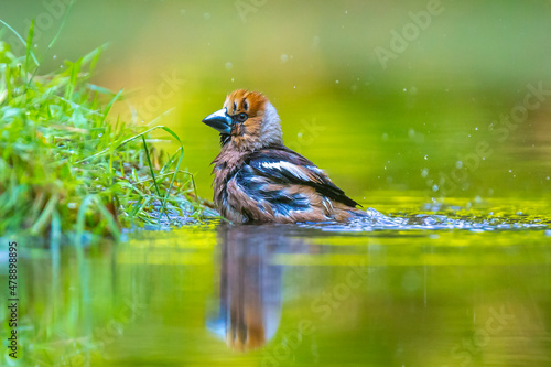 Fotografie, Obraz Closeup of a wet hawfinch, Coccothraustes coccothraustes washing, preening and cleaning in water