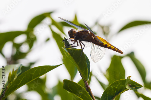 Libellula depressa, the broad-bodied chaser or broad-bodied darter dragonfly