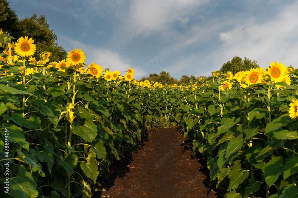 View Down Aisle Between Rows of Sunflowers in Field