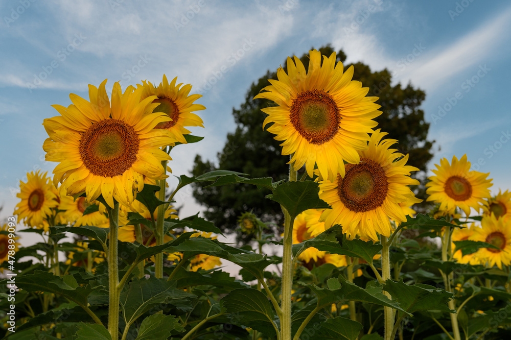 Obraz premium Group of Sunflowers Against Sky