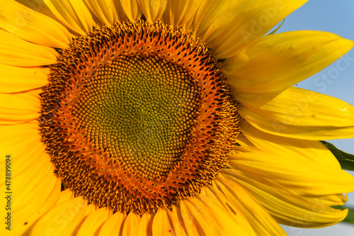 Close Up of Sunflower Center With Petals on Right