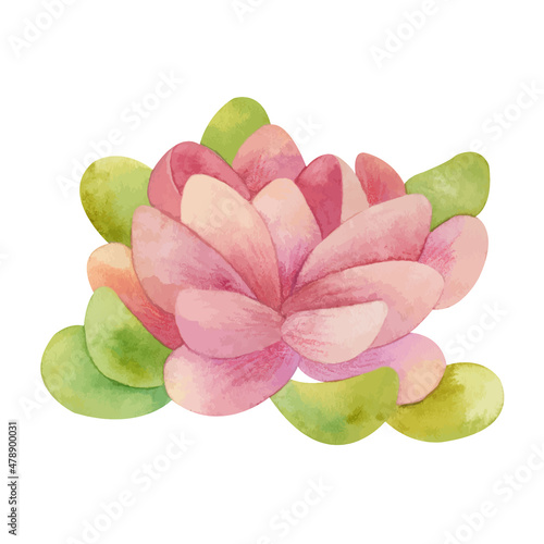 Hand painted pink lotus flower. watercolor vector illustration
