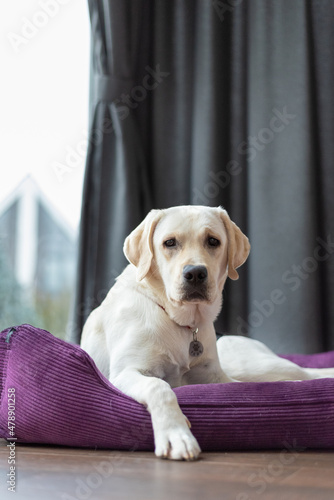 the labrador lies and rests. Labrador Retriever 7 months lies on his purple lounger made of velvet fabric. Outside the window is an autumn landscape