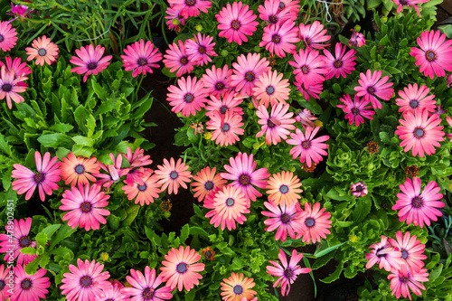 Pink flowers with green leaves for background texture. Dimorphotheca of the Asteraceae family.