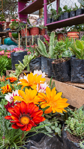 Foto Gazania flowers of yellow, orange, red, white, next to succulent plants