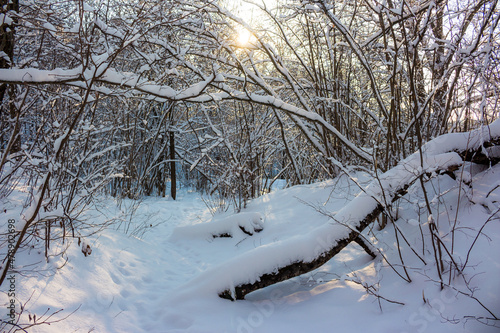Picturesque winter forest illuminated by the sun, snowy nature