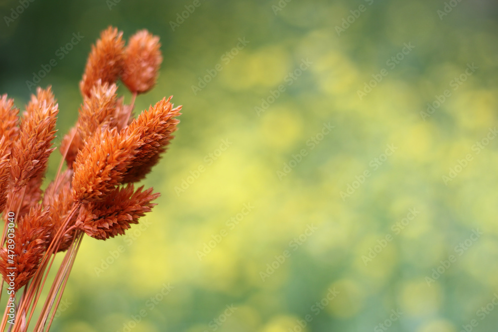 Dried Flowers with Blurred Yellow Flowers in Background Dried Flowers with Blurred Yellow Flowers in Background