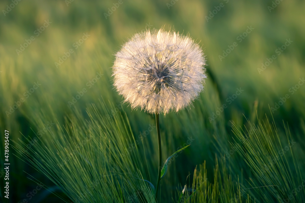 dandelion on a background of green grass. Nature and floral botany