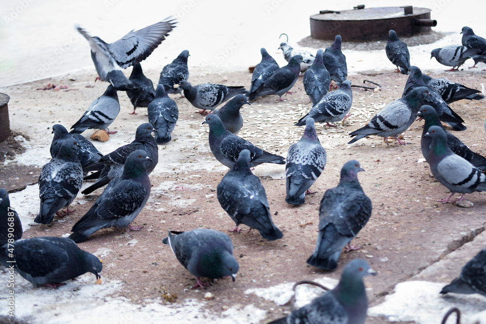 Gray, bluish pigeons eat food outside in winter during the day Gray, bluish pigeons eat food outside in winter during the day