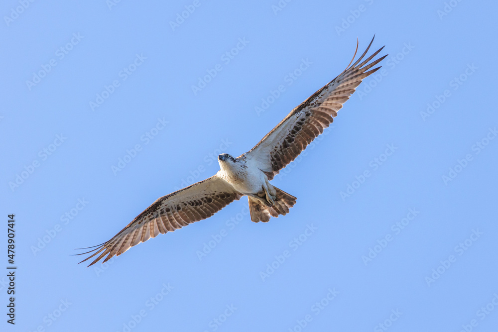 osprey in flight osprey in flight